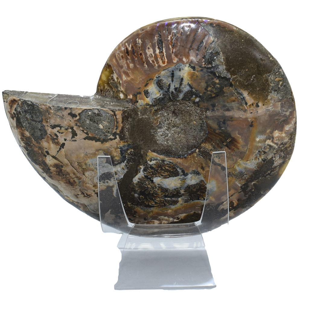 Ammonite Fossil 