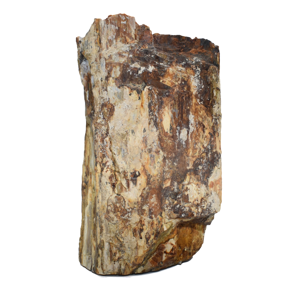 Petrified Wood Specimen 