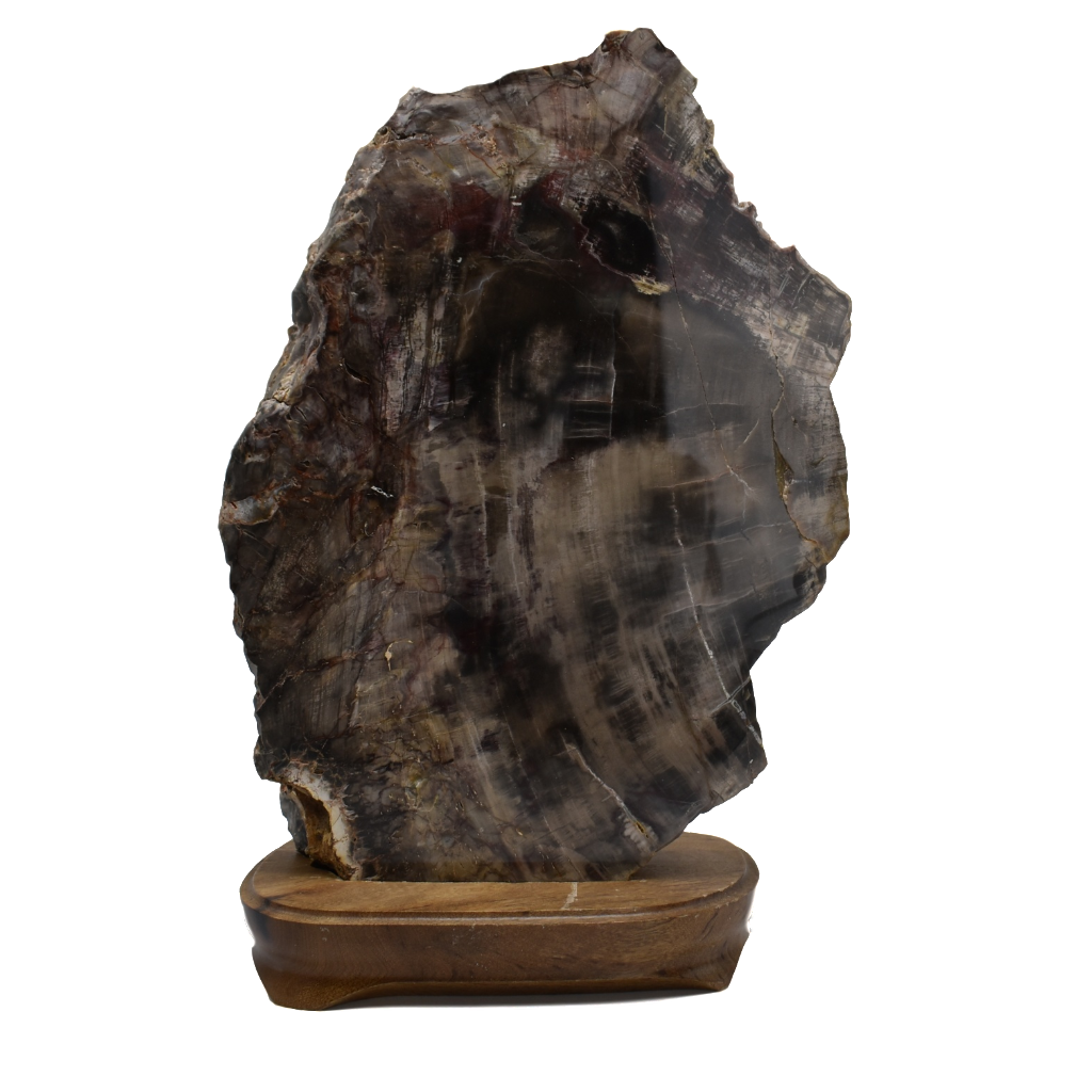 Petrified Wood in Wood Base 